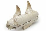 Mosasaur Jaw Section with Two Teeth - Morocco #220257-6
